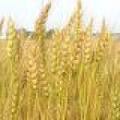 EU wheat up after Algerian tender, new export hopes