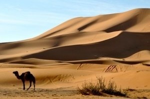A Homegrown Arab Alliance to Settle Global Nerves