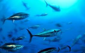WWF uncovers massive unreported trade of Atlantic bluefin tuna through Panama