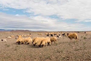 Sheep between Ouarzazate and Merzouga. MALÚ ALVAREZ FOR THE NEW YORK TIMES