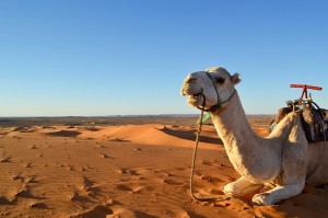 Riding a camel over the huge dunes of the Sahara is a must-do Moroccan experience. Photo: Paul Ewart