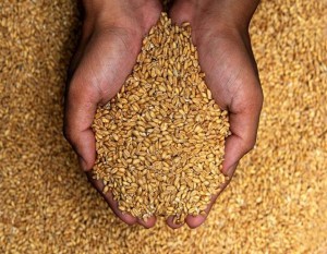 Morocco wheat