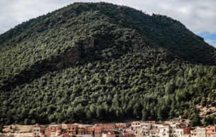 Morocco Launches Tree Planting Programme to Reduce Deforestation