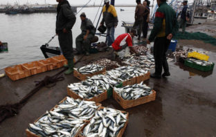 Court Rules EU-Morocco Fishing Pact Can’t Include W Sahara