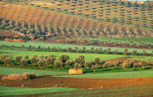Women Farmworkers Achieve Justice on the Job in Morocco