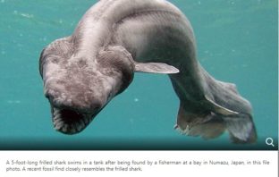 Researchers Find Rare, Nearly Whole Shark Fossil in Morocco