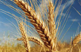 USDA Supply/Demand : World Wheat