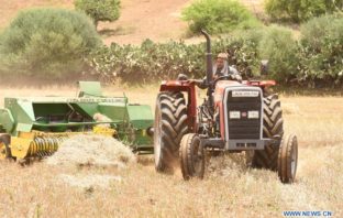 Farmers harvest wheat in the countryside of Sale, Morocco