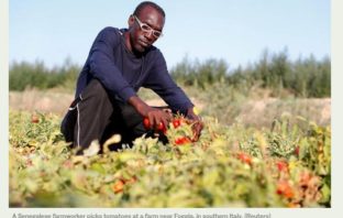 Criminal gangs ‘exploiting’ African farmworkers in Italy: Human rights report