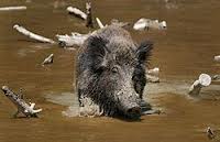 AU prof to study wild pig problem in Morocco