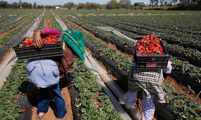 Morocco’s Progress On Food Security Acknowledged By UN But Work Remains