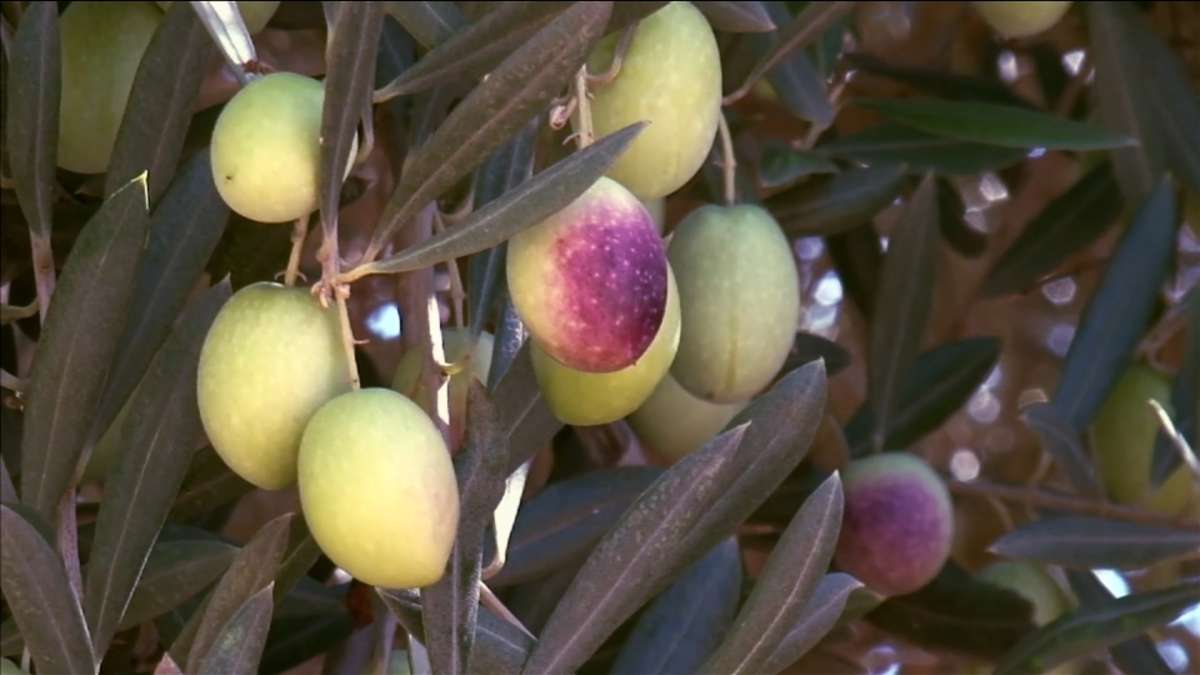 Morocco Plants Seeds Of Growth In Olive Oil Sector
