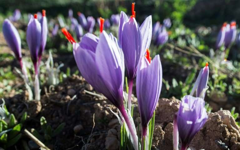 Moroccan Saffron Farmers Battle Knockoff Spices